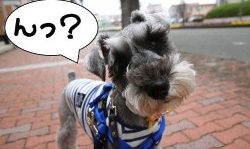 キョトンMシュナ