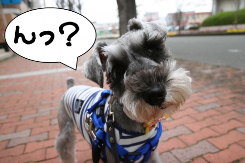 キョトンMシュナ