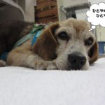 くつろぎビーグル