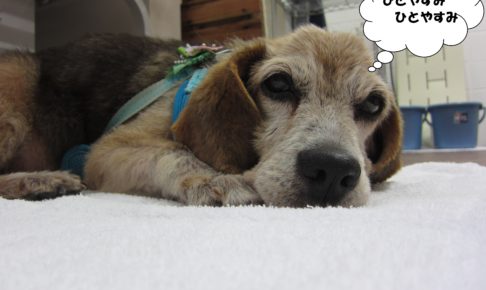 くつろぎビーグル