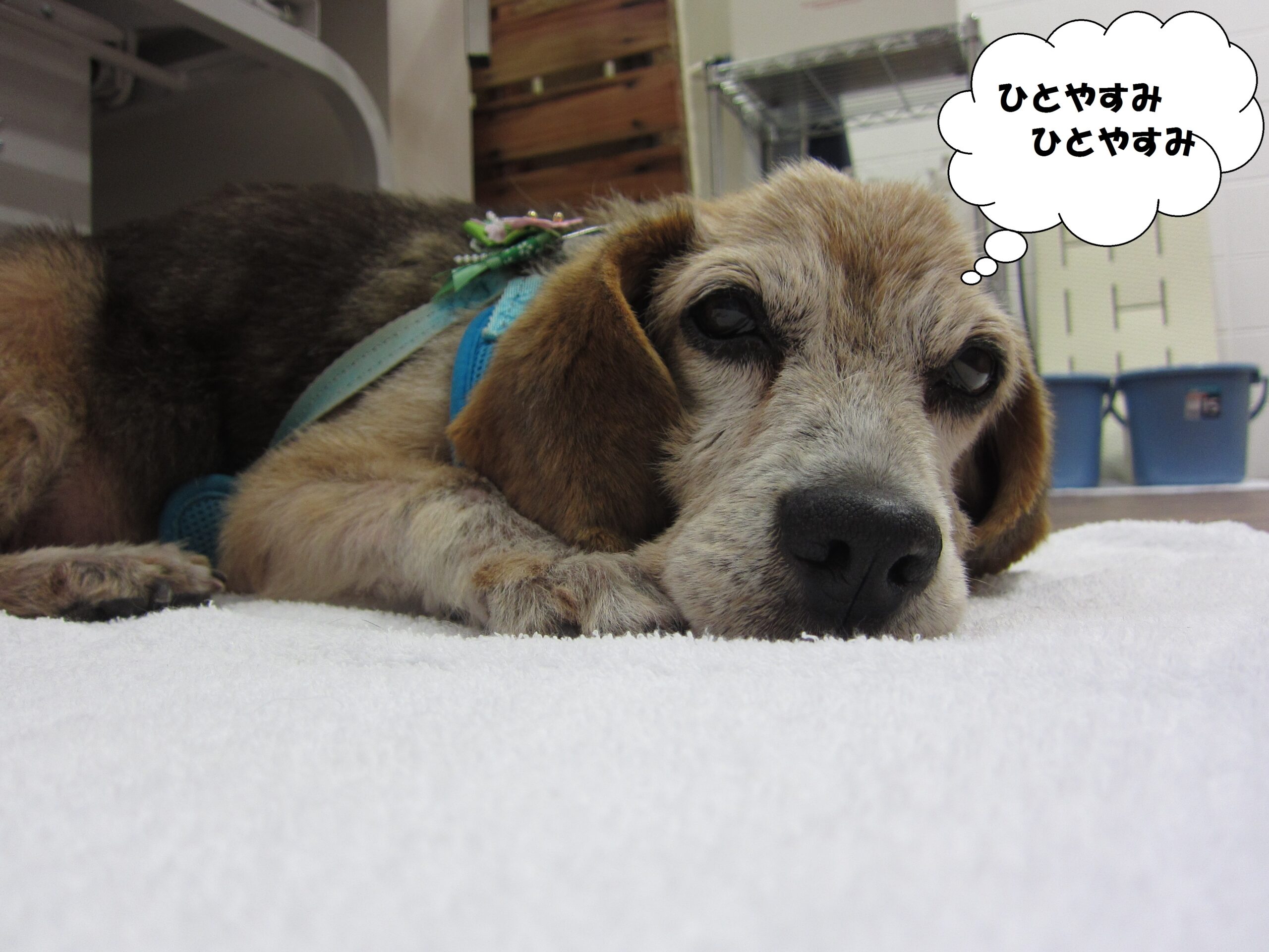 くつろぎビーグル