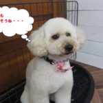 おすましトイプードル