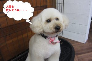 おすましトイプードル