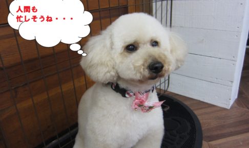 おすましトイプードル