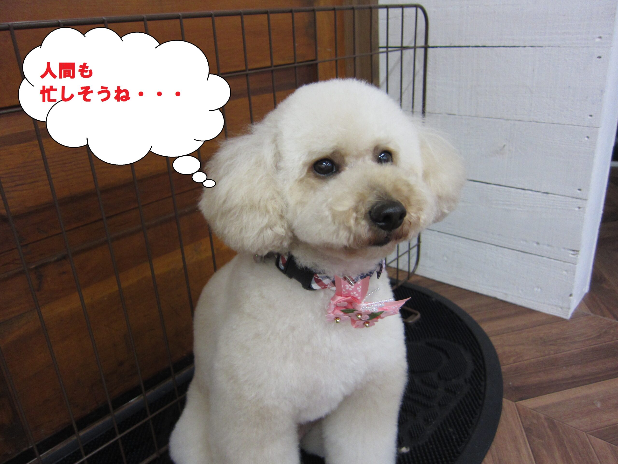 おすましトイプードル