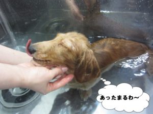 スパ中ミニチュアダックス