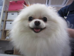 カット後ポメラニアン