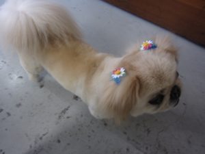 施術後ペキニーズ