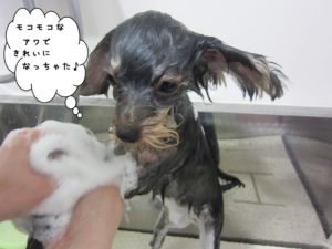 シャンプー中ヨーキー
