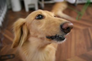 施術後ミニチュアダックス