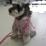 レインコートMシュナ