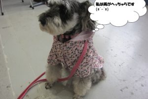 レインコートMシュナ