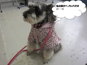 レインコートMシュナ