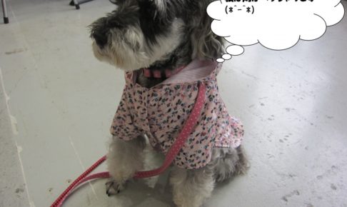 レインコートMシュナ