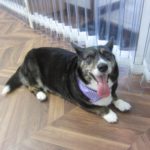 くつろぎコーギー