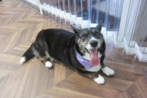 くつろぎコーギー