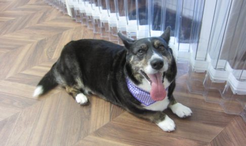 くつろぎコーギー