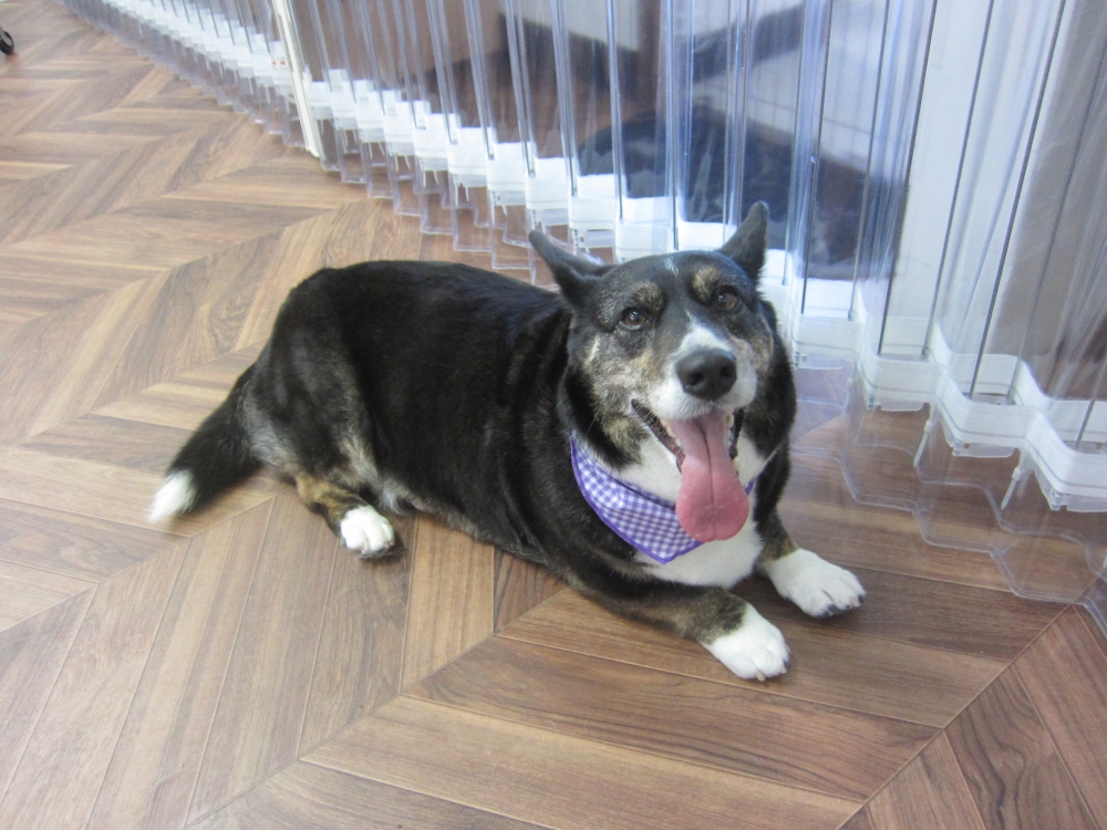 くつろぎコーギー