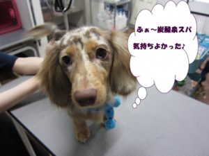 施術後ミニチュアダックス