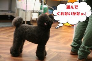 施術後トイプードル