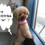 甘えんぼトイプードル