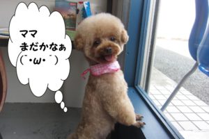 甘えんぼトイプードル