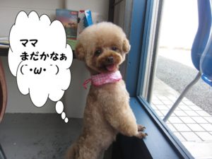 甘えんぼトイプードル