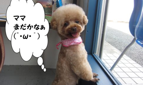 甘えんぼトイプードル