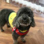 凝視トイプードル