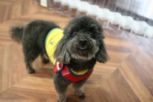 凝視トイプードル