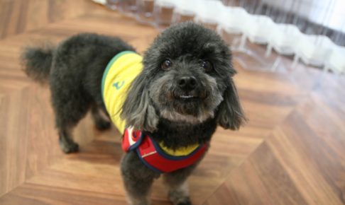 凝視トイプードル