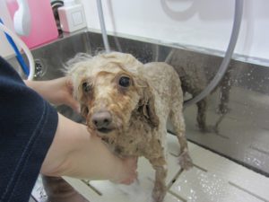 シャンプー中トイプードル