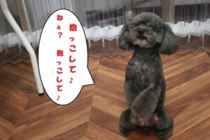 施術後トイプードル