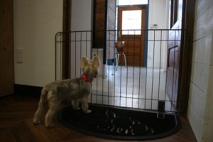 施術後ヨーキー