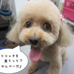 舌出しトイプードル