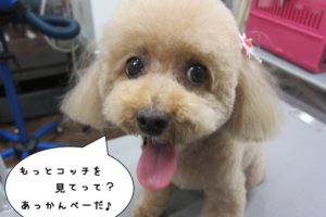 舌出しトイプードル