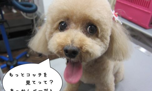 舌出しトイプードル