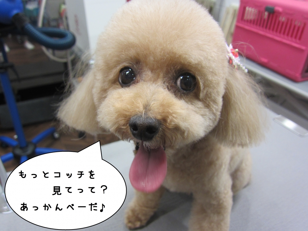 舌出しトイプードル