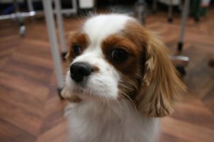 施術後キャバリア