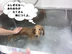 スパ中ミニチュアダックス