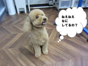 施術後トイプードル