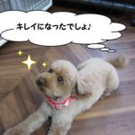 くつろぎトイプードル