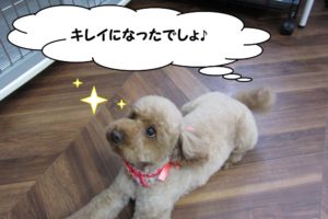 くつろぎトイプードル