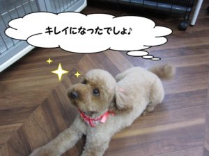 くつろぎトイプードル