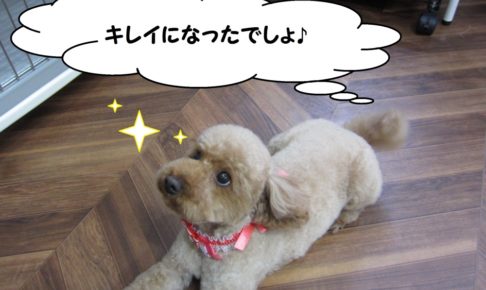 くつろぎトイプードル