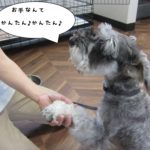 お手Mシュナ