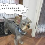 おすましヨーキー