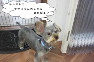 おすましヨーキー