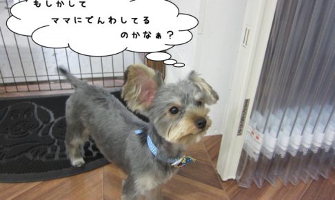 おすましヨーキー