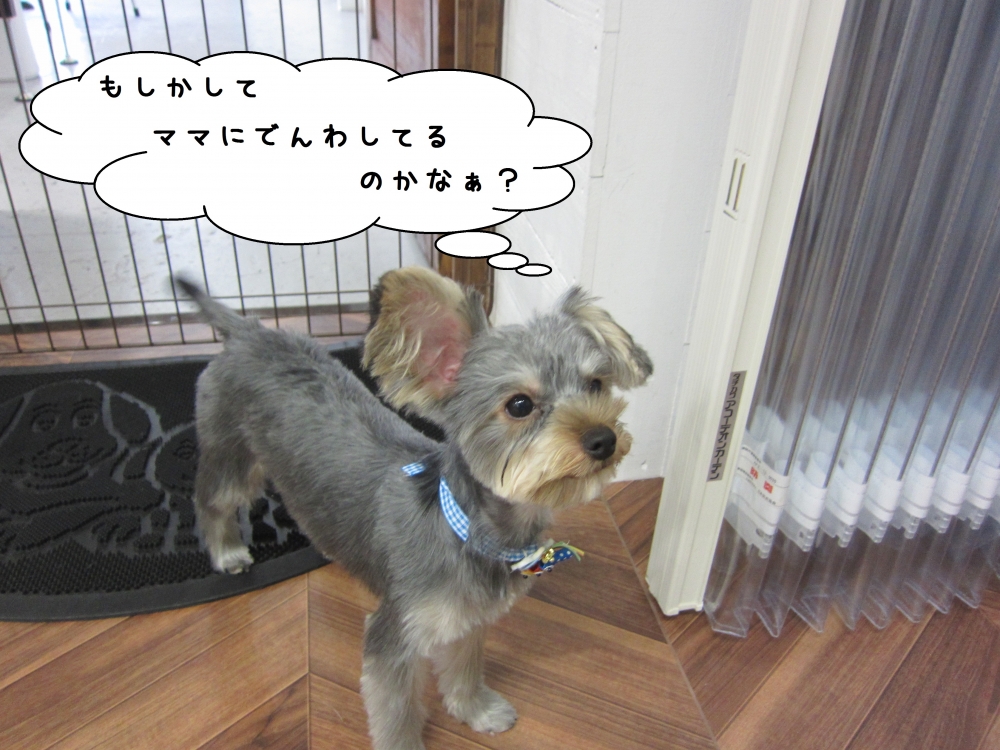 おすましヨーキー